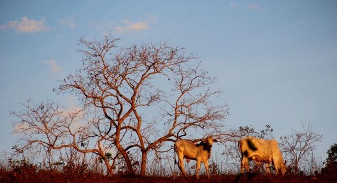 Cerrado - Características do bioma terrestre, localização e importância