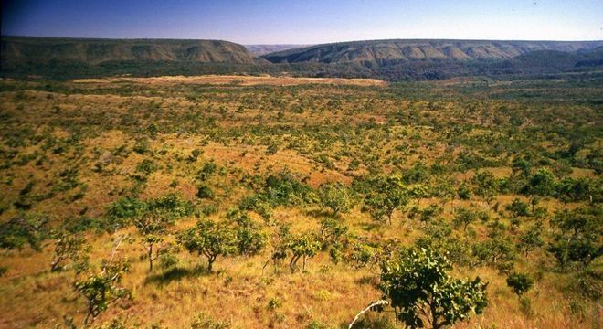 Cerrado - Características do bioma terrestre, localização e importância