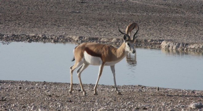 'A regeneração dos chifres desses animais é um fenômeno único', diz pesquisador 