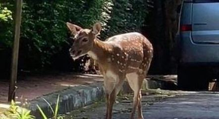 Cervo Bambina foi resgatada em São Paulo