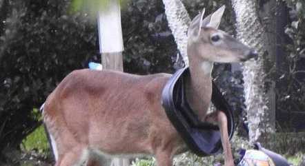 Cervo com a tampa da lata de lixo presa