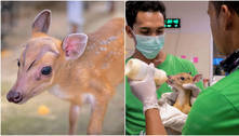 Filhote de cervo 'late' pedindo socorro e é salvo por equipe de resgate, na Tailândia
