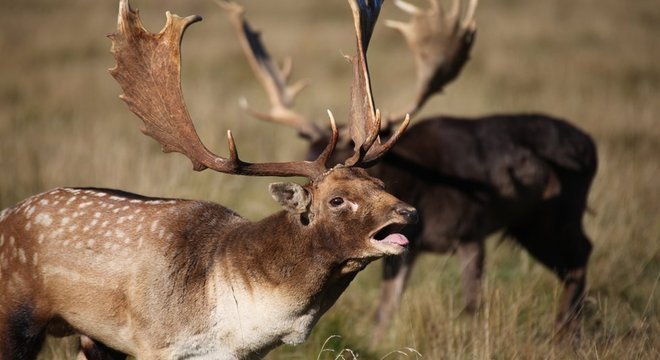 Crescimento abrupto dos chifres - ou melhor, de ossos externos temporários - está ligado à ação de dois genes 