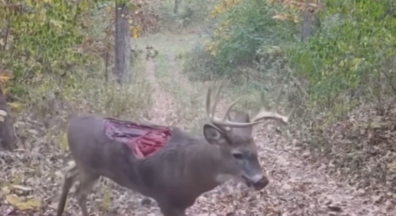 Animal não parecia demonstrar sofrimento durante a caminhada