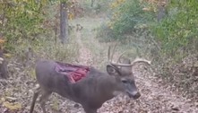 Vídeo misterioso e chocante mostra cervo sem um pedaço das costas
