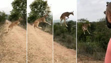 Cervo dá salto gigantesco e ganha fãs em rede social: 'Ele voa bem'