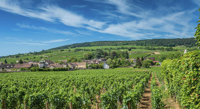 Chardonnay na Borgonha