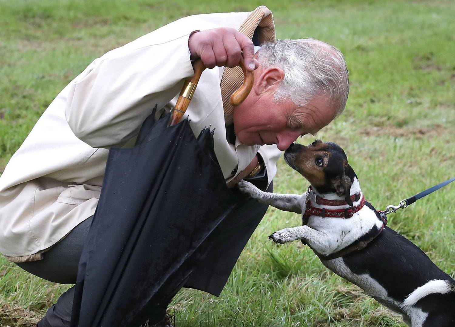 Maior cachorro do mundo morre aos 3 anos após diagnóstico de câncer e  pneumonia - RPet - R7 RPet