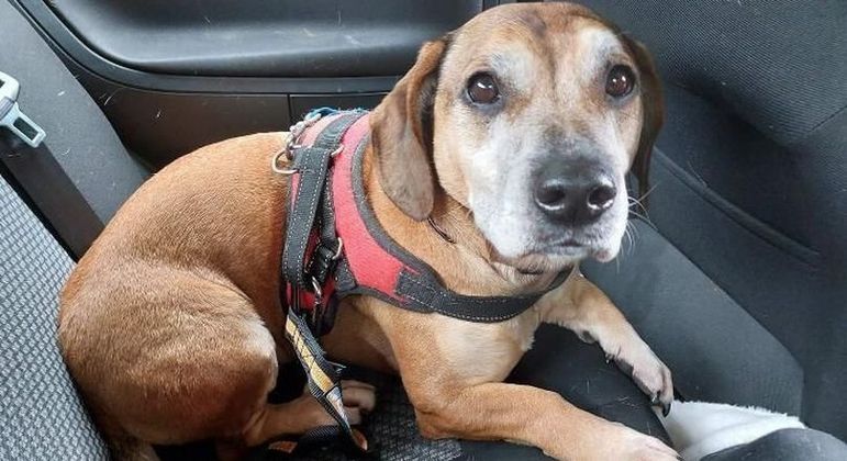 Abrigo descreveu Charlie como brincalhão e amoroso