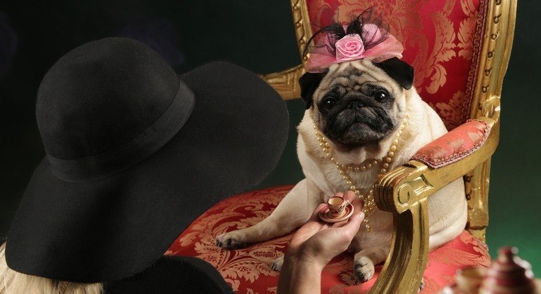 Pets podem beber chá de duas a três vezes na semana, com moderação