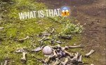 ... até encontrar a ossada claramente humanaLEIA ISSO: Exploradora encontra clareira com bonecas bizarras presas em árvores