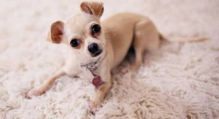 Chihuahua é a menor raça do mundo