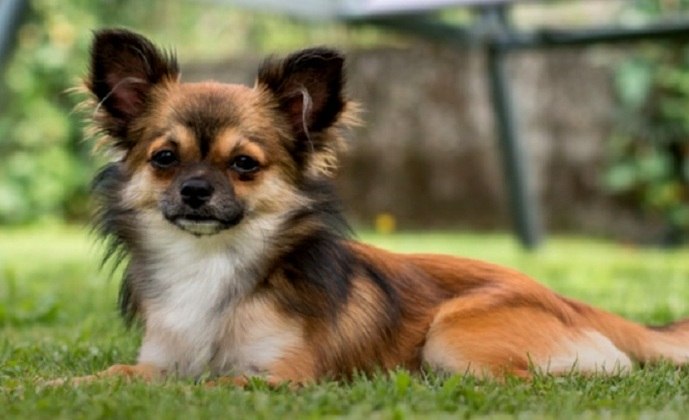 Chihuahua- Pode viver em média de 12 a 20 anos. Esses cães são pequeninos, possuem orelhas grandes e têm sua origem no México. Essa é considerada menor raça de cachorro do mundo. 