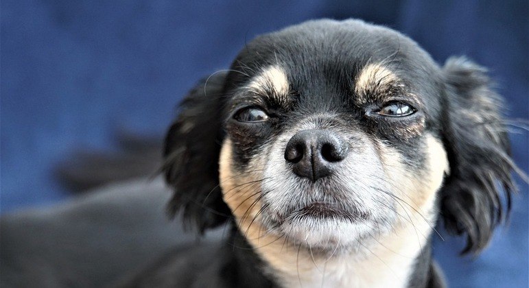 Das Chihuahua-Duo terrorisiert die Stadt und erschreckt sogar einen Deutschen Schäferhund vor der Polizei – News