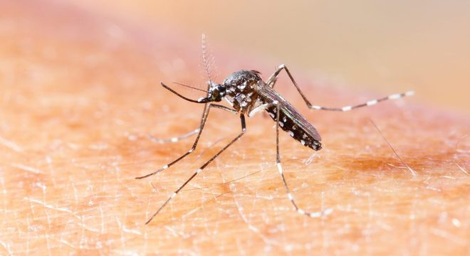 Chikungunya, quais são as causas, os sintomas e o tratamento da doença