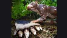 Fóssil de mamífero de 72 milhões de anos é encontrado no Chile