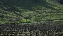 Vinícolas chilenas resgatam técnicas antigas para enfrentar mudanças climáticas 