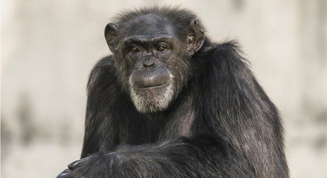 Como os humanos, os chimpanzés formam alianças dentro de uma comunidade