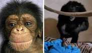 Veja o reencontro de chimpanzé com sua mãe (LORENA)