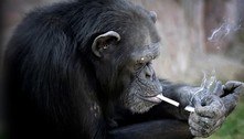 Azalea, a fêmea de chimpanzé que fumava 40 cigarros por dia