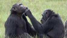 Chimpanzés no Gabão têm o hábito de tratar feridas com insetos