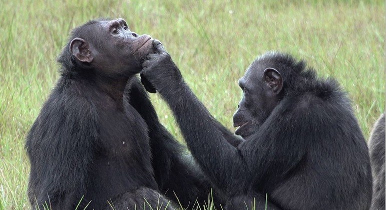 Chimpanzé usam insetos para tratar as próprias feridas e também de seus pares no grupo