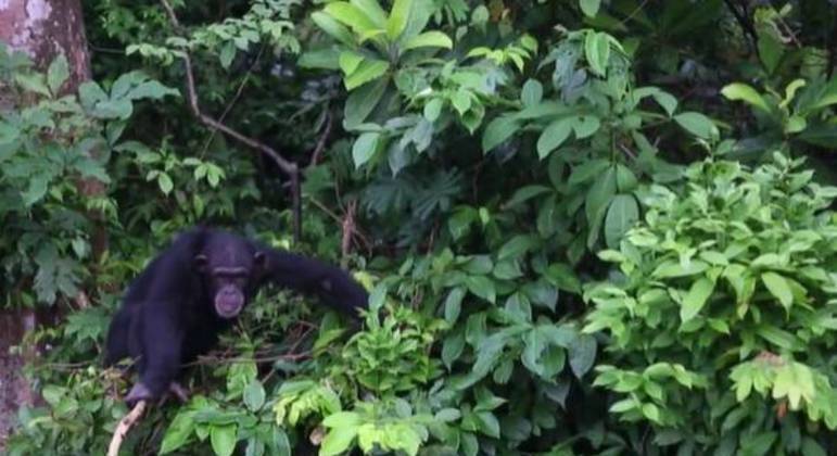 Os chimpanzés haviam sido abandonados após fim dos experimentos