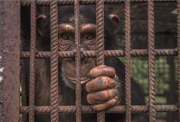 Chimpanzé-  Primata que  compartilha cerca de 98% de seu DNA com os humanos. Pode medir até 150 cm e um macho chega a pesar 70 kg,e sua gestação se assemelha à de um humano durando 8 meses.