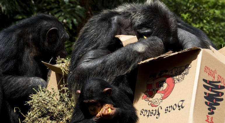 Os chimpanzés adoraram os presentes e se divertiram com as caixas cheias de surpresas