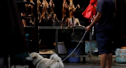 Cão passeia em frente a açougue de carne de cachorro

