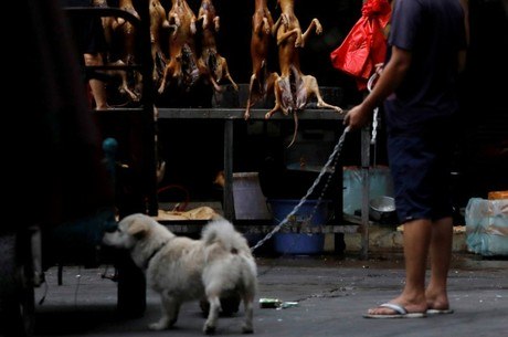 Cão passeia em frente a açougue de carne de cachorro