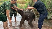 Bebê elefante é resgatado na China após se perder de manada
