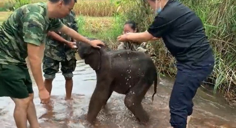 Bebê elefante foi resgatado na província de Yunnan, no sul da China
