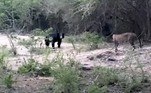 Um urso resolveu demonstrar ferocidade diante de um leopardo, mas falhou completamente em intimidar o rival predador