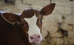 Acredita-se que a vaca foi afetada por uma mutação genética ainda dentro do útero da mãeRecentemente, na Indonésia, cordeiros nascidos com anomalias surpreenderam a população da mesma forma. Veja a seguir!