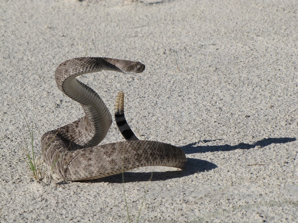 Cobra semelhante à naja é encontrada em Balneário Camboriú - NSC Total