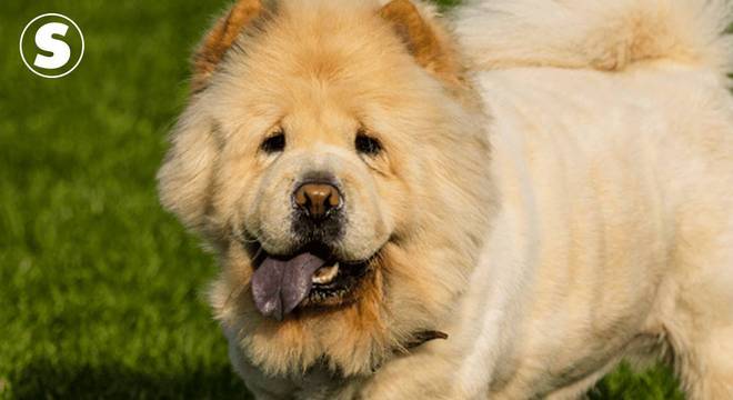 Chow Chow -