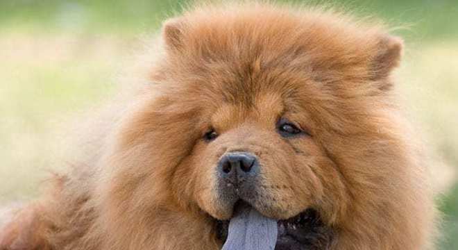 Chow Chow -