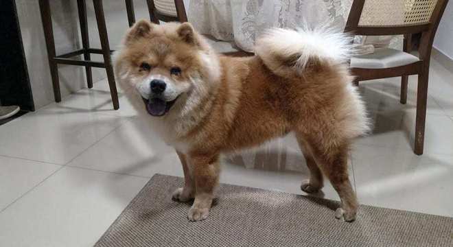 Chow Chow -