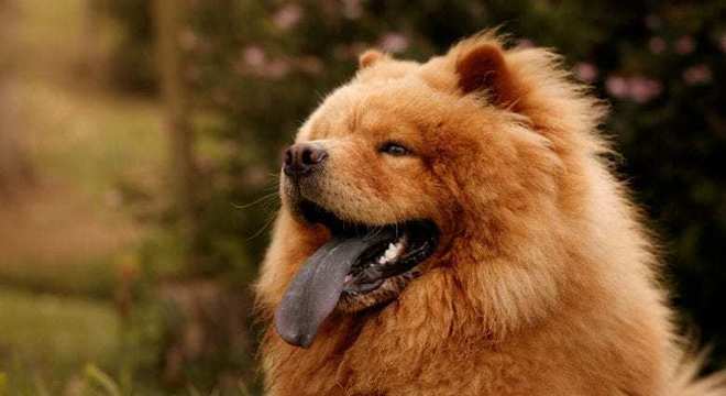 Chow Chow -