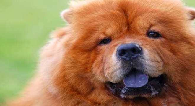 Chow Chow -