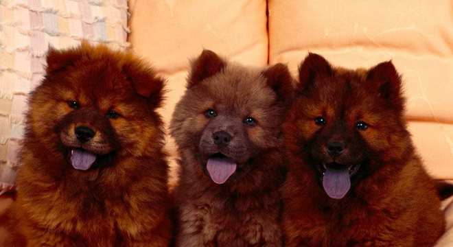 Chow Chow -