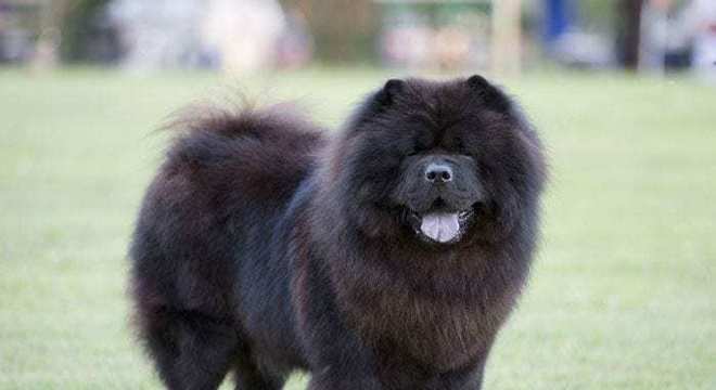 Chow Chow -