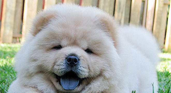 Chow Chow -