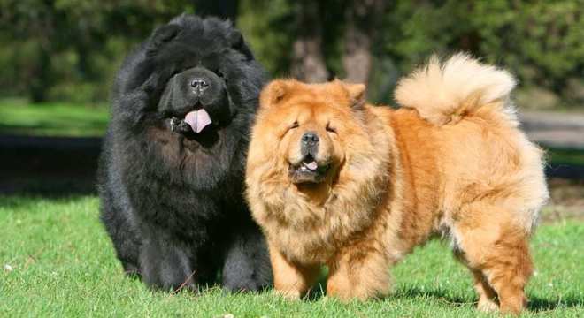 Chow Chow -