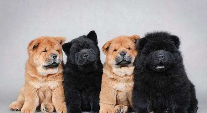 Chow Chow -