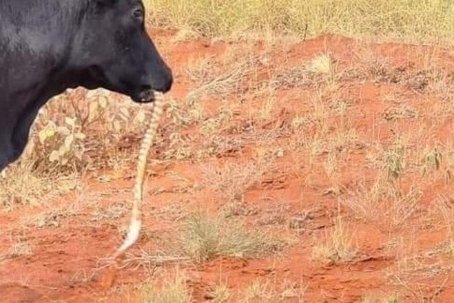 O trabalhador especula que o réptil tenha se agarrado à língua da vaca, depois de ter sido perturbado por elaVeja também: Sem-teto é abocanhado e levado ao fundo de laguna por crocodilo