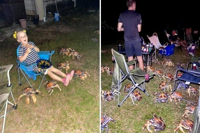 Um horda de caranguejos gigantes, famintos e ladrões invadiu o churrasco de uma família na Ilha Christmas, localizada à noroeste da costa da Austrália Ocidental Um horda de caranguejos gigantes, famintos e ladrões invadiu o churrasco de uma família na Ilha Christmas, localizada à noroeste da costa da Austrália Ocidental