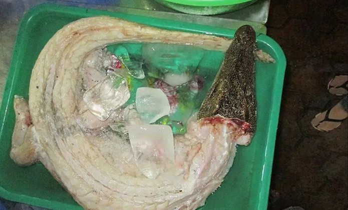 Churrasco de Crocodilo - No Camboja, usa-se carne de diversos animais diferentes do que consumimos no Brasil. Entre eles, crocodilo. A carne é levada crua à mesa, com uma chapa, para ser preparada na hora.  