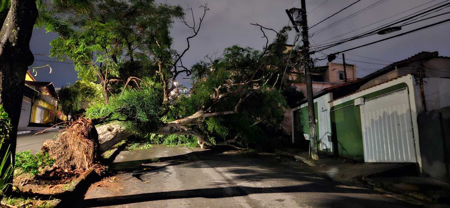 Árvore cai, interdita avenida e moradores ficam sem luz em BH 